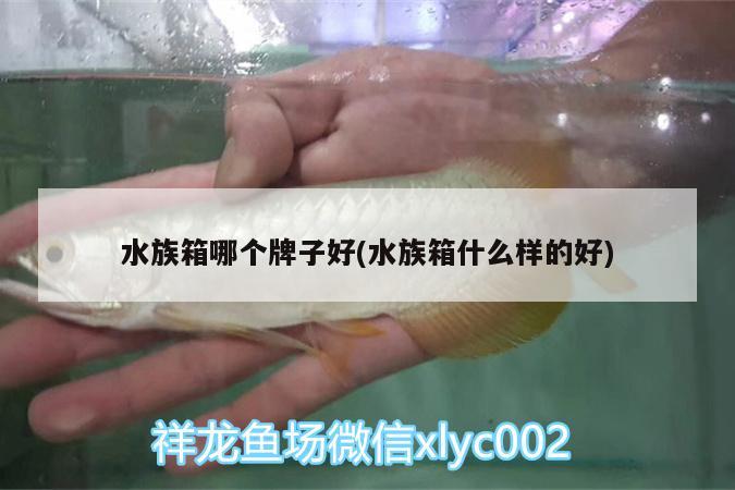 水族箱哪個牌子好(水族箱什么樣的好)