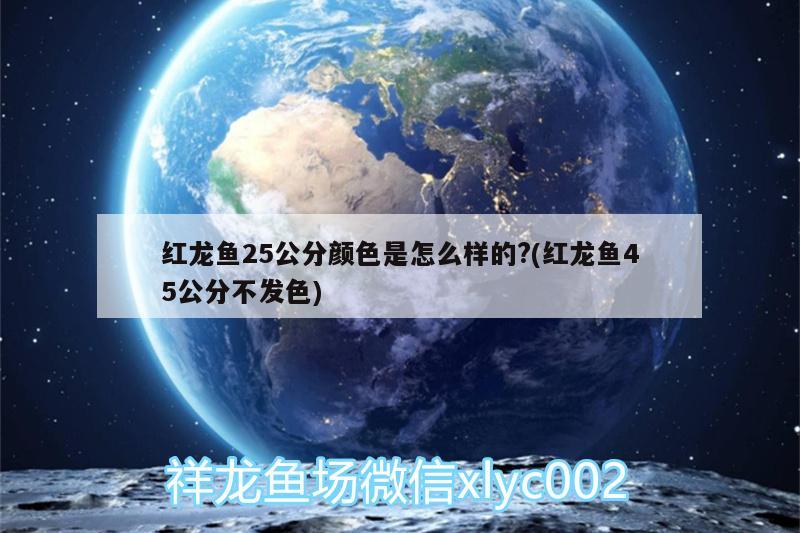 紅龍魚(yú)25公分顏色是怎么樣的?(紅龍魚(yú)45公分不發(fā)色) 金三間魚(yú) 第1張