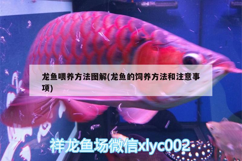 龍魚喂養(yǎng)方法圖解(龍魚的飼養(yǎng)方法和注意事項) 赤荔鳳冠魚