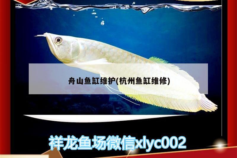 舟山魚缸維護(杭州魚缸維修) 戰(zhàn)車紅龍魚