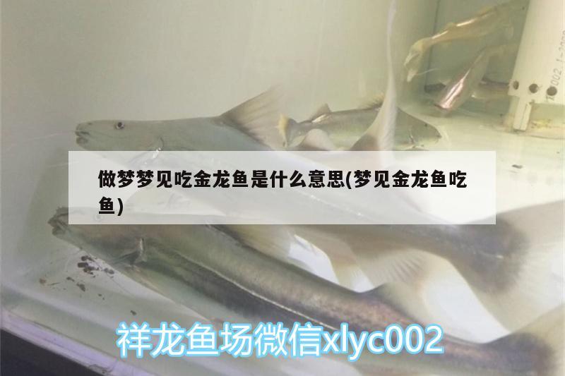 做夢夢見吃金龍魚是什么意思(夢見金龍魚吃魚)