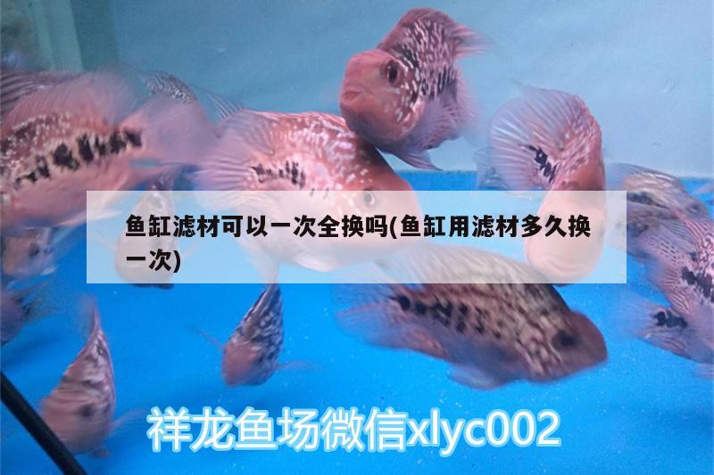 魚缸濾材可以一次全換嗎(魚缸用濾材多久換一次) PH調(diào)節(jié)劑 第1張