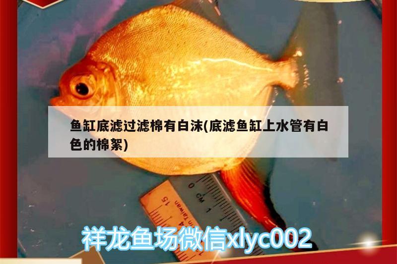 魚缸底濾過濾棉有白沫(底濾魚缸上水管有白色的棉絮) 圖騰金龍魚