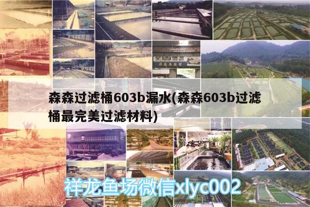 森森過濾桶603b漏水(森森603b過濾桶最完美過濾材料) 黃金斑馬魚