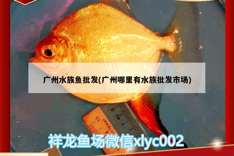 廣州水族魚批發(fā)(廣州哪里有水族批發(fā)市場) 觀賞魚水族批發(fā)市場