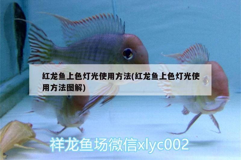 紅龍魚上色燈光使用方法(紅龍魚上色燈光使用方法圖解)