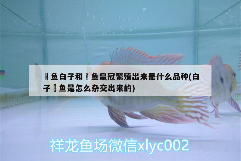 魟魚白子和魟魚皇冠繁殖出來(lái)是什么品種(白子魟魚是怎么雜交出來(lái)的) 廣州觀賞魚批發(fā)市場(chǎng)