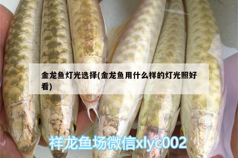 金龍魚燈光選擇(金龍魚用什么樣的燈光照好看) 伊巴卡魚