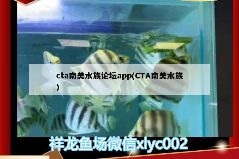 cta南美水族論壇app(CTA南美水族) 鸚鵡魚