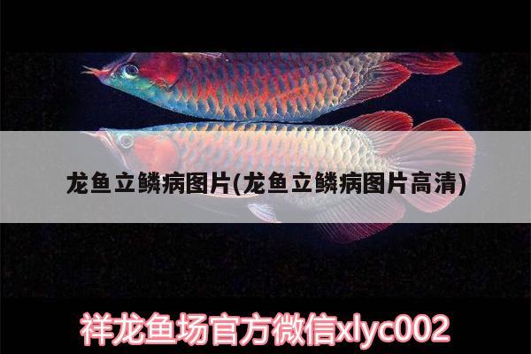 龍魚立鱗病圖片(龍魚立鱗病圖片高清) 非洲象鼻魚