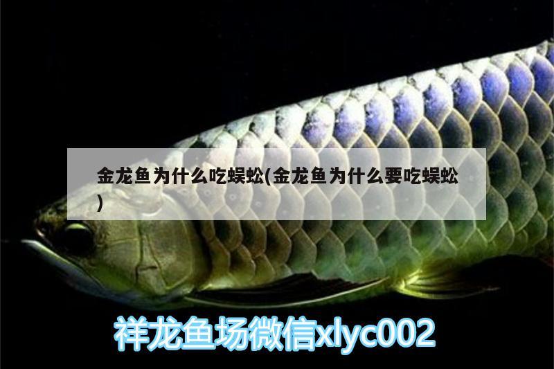 金龍魚為什么吃蜈蚣(金龍魚為什么要吃蜈蚣) 龍魚專用燈