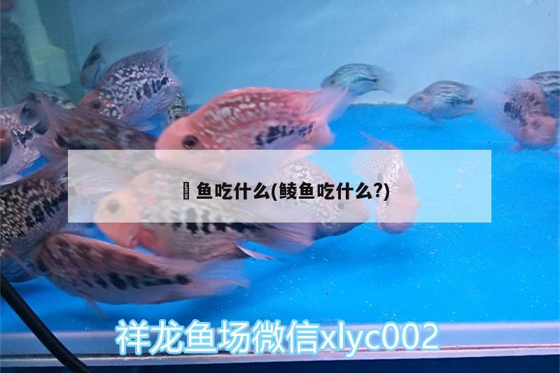 魟魚吃什么(鯪魚吃什么?)