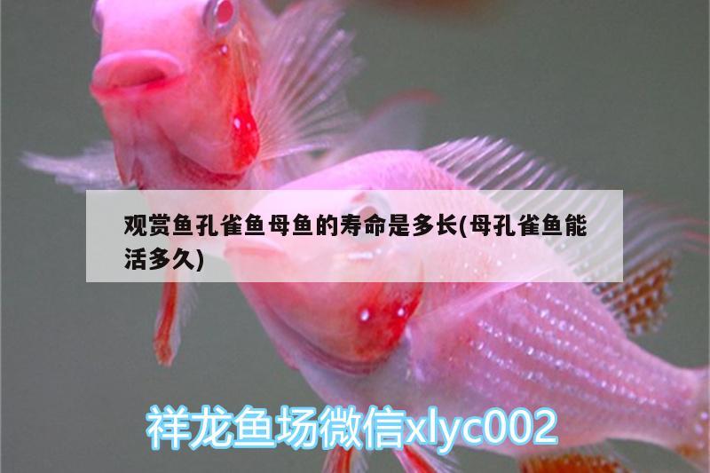 觀賞魚孔雀魚母魚的壽命是多長(母孔雀魚能活多久) 暹羅巨鯉