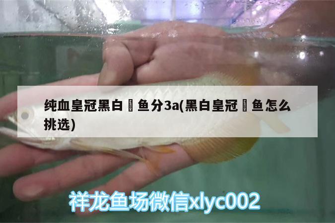 純血皇冠黑白魟魚分3a(黑白皇冠魟魚怎么挑選)