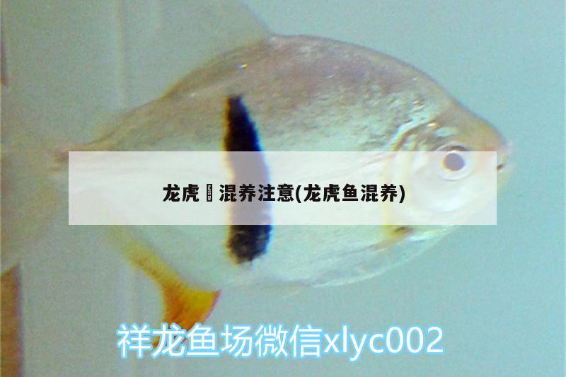 龍虎魟混養(yǎng)注意(龍虎魚混養(yǎng)) 虎魚百科