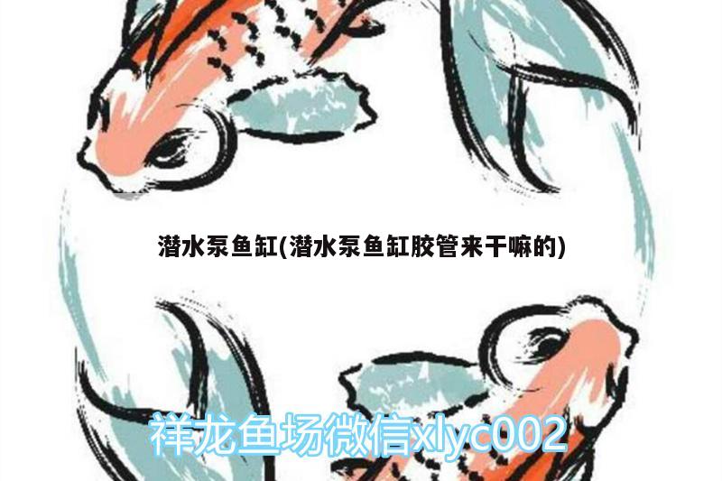 潛水泵魚(yú)缸(潛水泵魚(yú)缸膠管來(lái)干嘛的) 水族品牌