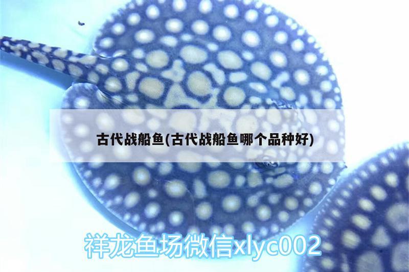 古代戰(zhàn)船魚(古代戰(zhàn)船魚哪個(gè)品種好) 杰西卡恐龍魚