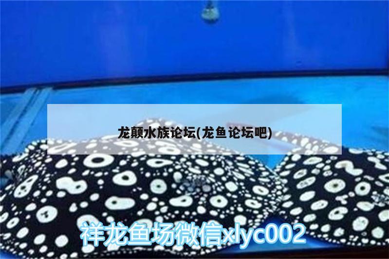 龍顛水族論壇(龍魚論壇吧)