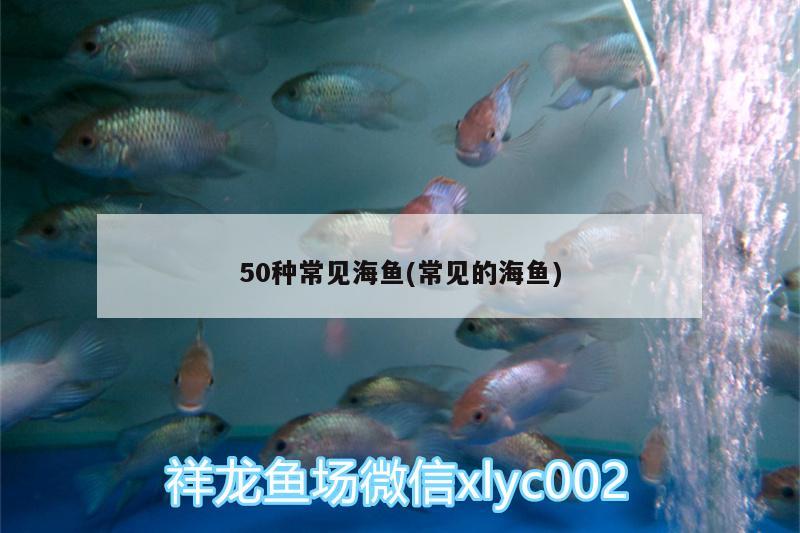 50種常見(jiàn)海魚(常見(jiàn)的海魚) 其他益生菌