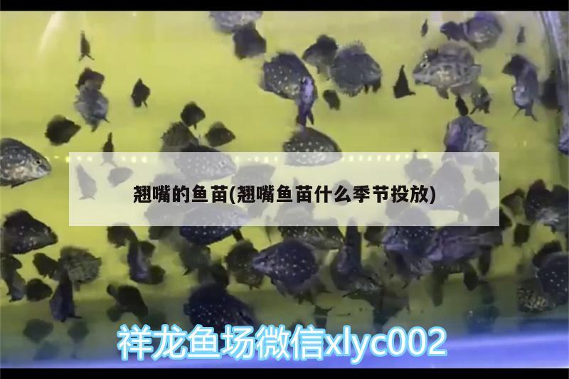 翹嘴的魚苗(翹嘴魚苗什么季節(jié)投放) 朱巴利魚