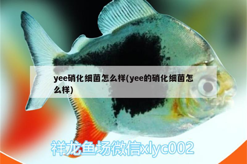 yee硝化細(xì)菌怎么樣(yee的硝化細(xì)菌怎么樣)