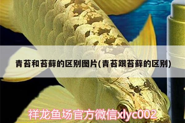 青苔和苔蘚的區(qū)別圖片(青苔跟苔蘚的區(qū)別)