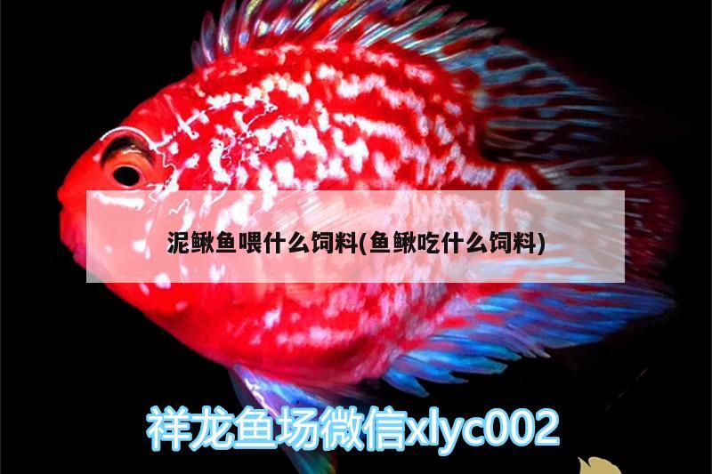 泥鰍魚(yú)喂什么飼料(魚(yú)鰍吃什么飼料)