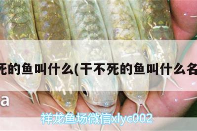 不死的魚叫什么(干不死的魚叫什么名字) 黃金達(dá)摩魚