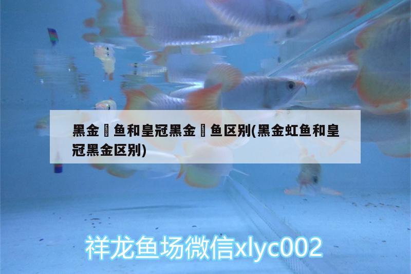 黑金魟魚和皇冠黑金魟魚區(qū)別(黑金虹魚和皇冠黑金區(qū)別)