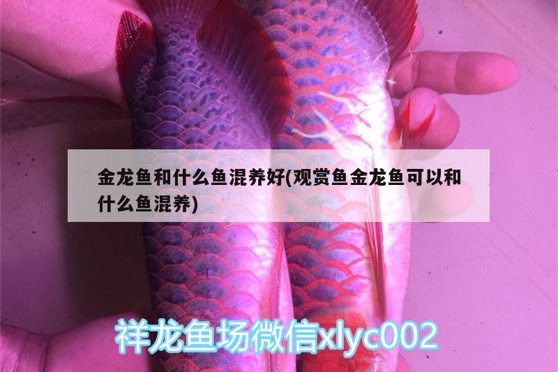 金龍魚(yú)和什么魚(yú)混養(yǎng)好(觀賞魚(yú)金龍魚(yú)可以和什么魚(yú)混養(yǎng))