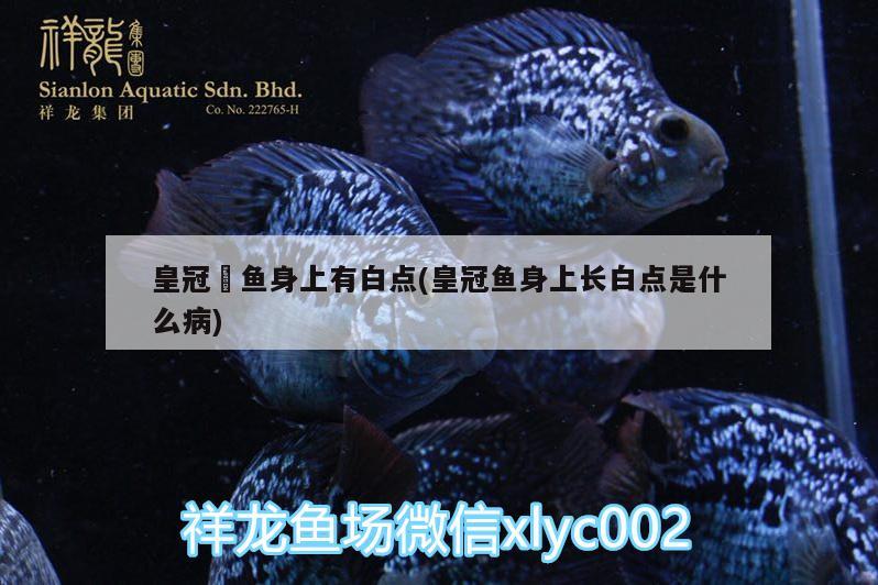 皇冠魟魚身上有白點(皇冠魚身上長白點是什么病)