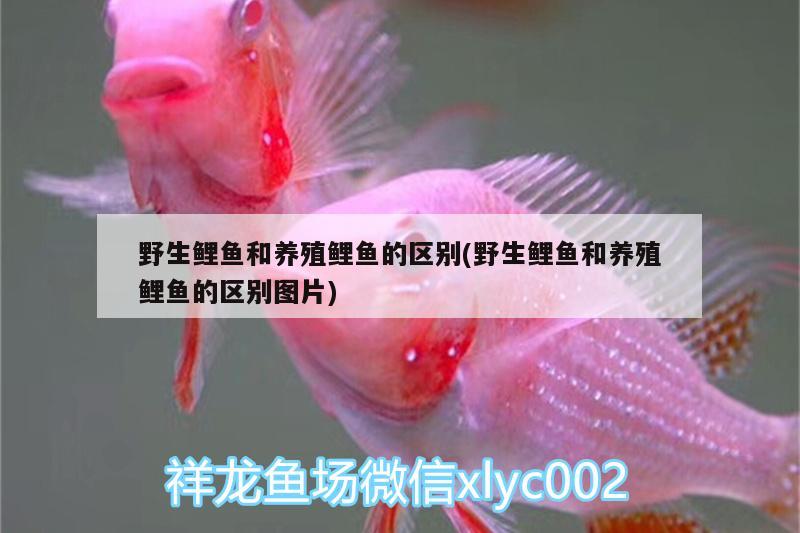 野生鯉魚和養(yǎng)殖鯉魚的區(qū)別(野生鯉魚和養(yǎng)殖鯉魚的區(qū)別圖片)