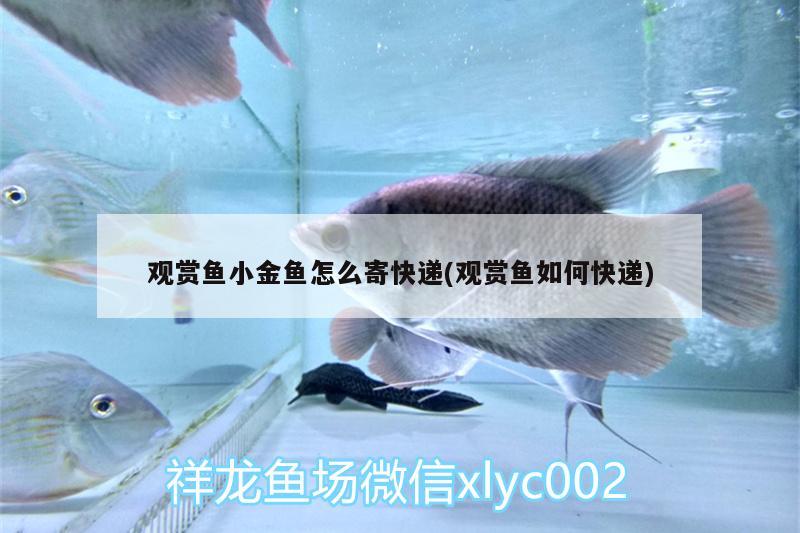 觀賞魚小金魚怎么寄快遞(觀賞魚如何快遞)