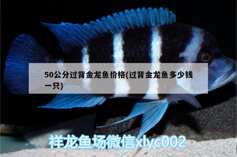 50公分過背金龍魚價(jià)格(過背金龍魚多少錢一只) 金龍魚百科