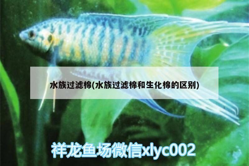 水族過濾棉(水族過濾棉和生化棉的區(qū)別) 蘇虎苗（蘇門答臘虎魚苗）