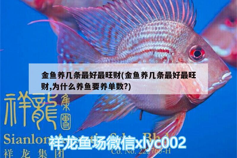 金魚養(yǎng)幾條最好最旺財(cái)(金魚養(yǎng)幾條最好最旺財(cái),為什么養(yǎng)魚要養(yǎng)單數(shù)?)