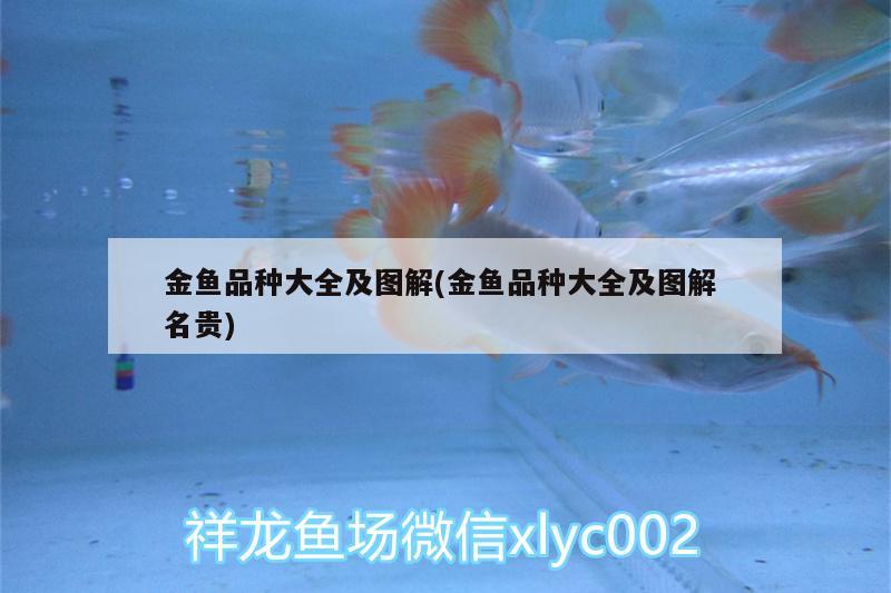 金魚品種大全及圖解(金魚品種大全及圖解名貴)