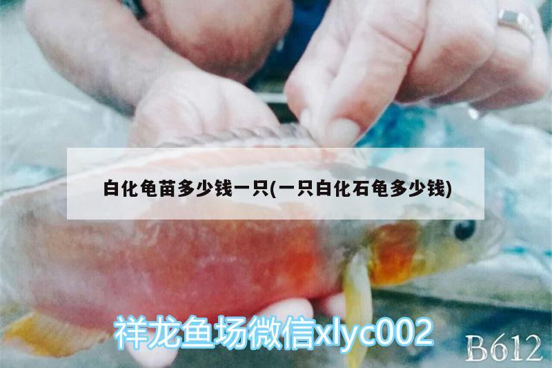 白化龜苗多少錢一只(一只白化石龜多少錢)