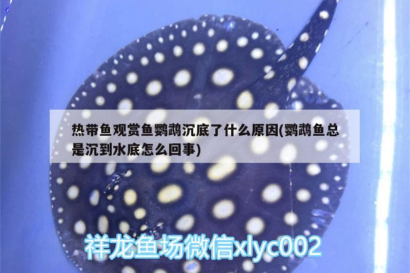 熱帶魚觀賞魚鸚鵡沉底了什么原因(鸚鵡魚總是沉到水底怎么回事)