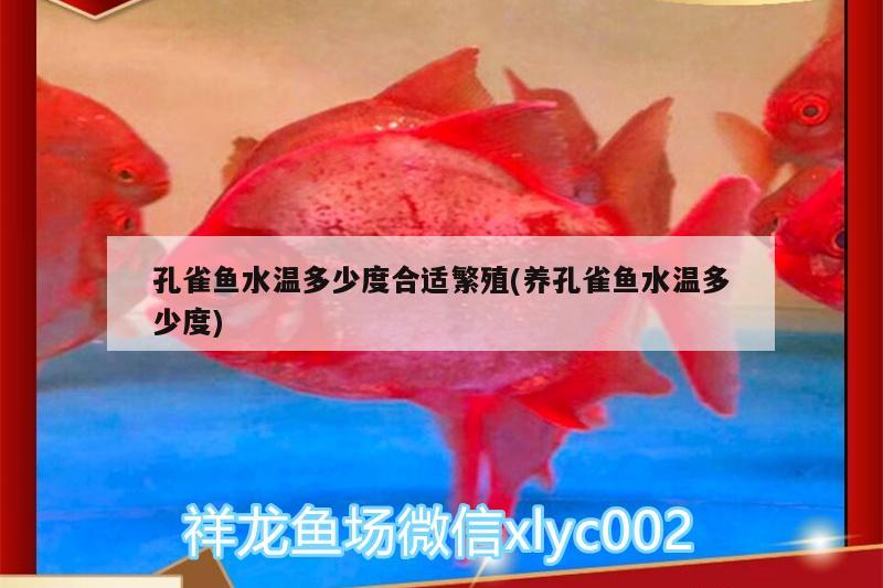 孔雀魚水溫多少度合適繁殖(養(yǎng)孔雀魚水溫多少度) 黃吉金龍（白子金龍魚）