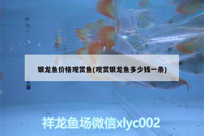 銀龍魚(yú)價(jià)格觀(guān)賞魚(yú)(觀(guān)賞銀龍魚(yú)多少錢(qián)一條)