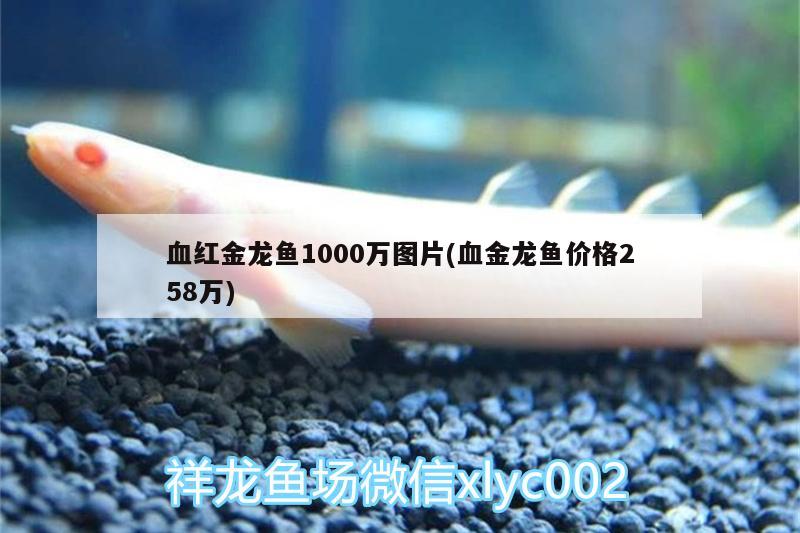 血紅金龍魚1000萬圖片(血金龍魚價格258萬)