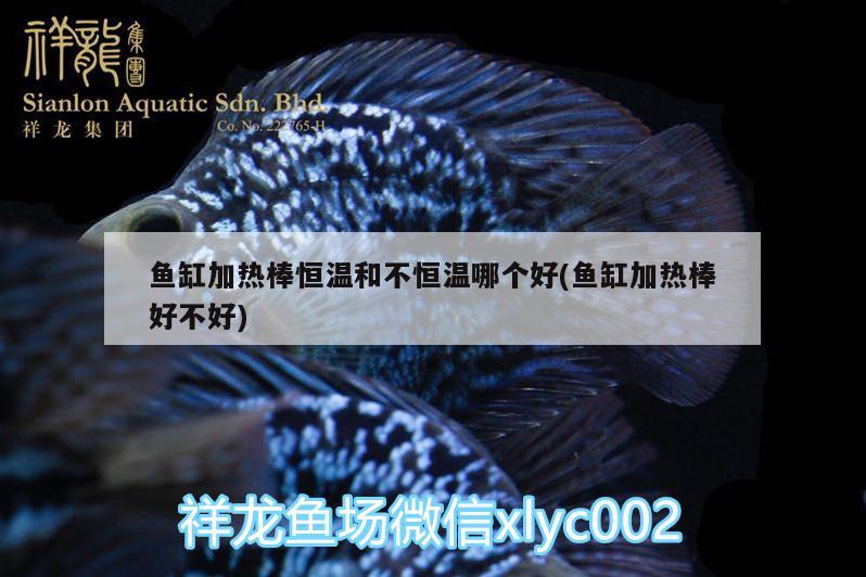 魚缸加熱棒恒溫和不恒溫哪個(gè)好(魚缸加熱棒好不好) 白子黑帝王魟魚