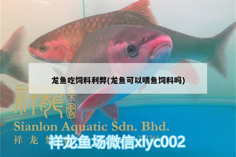 龍魚(yú)吃飼料利弊(龍魚(yú)可以喂魚(yú)飼料嗎) 肺魚(yú)