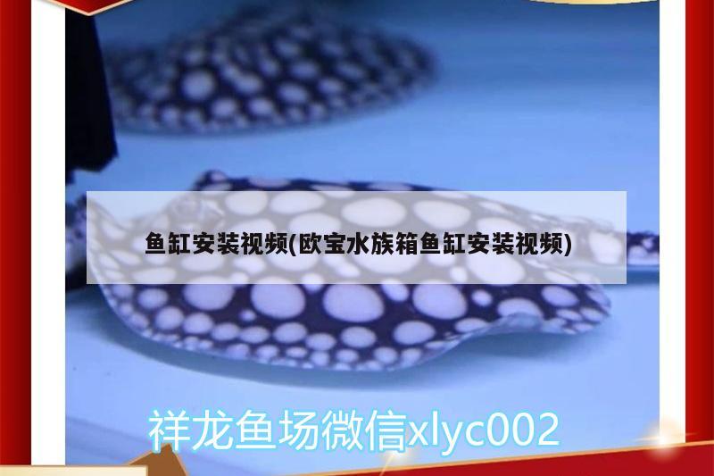 魚缸安裝視頻(歐寶水族箱魚缸安裝視頻) 魚缸/水族箱