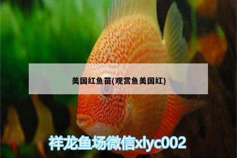 美國紅魚苗(觀賞魚美國紅)