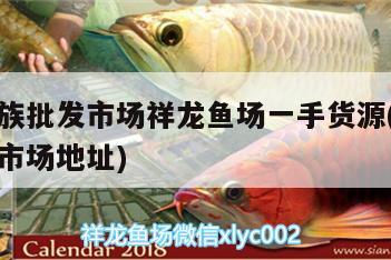 廣州水族批發(fā)市場祥龍魚場一手貨源(廣州魚類批發(fā)市場地址) 觀賞魚水族批發(fā)市場