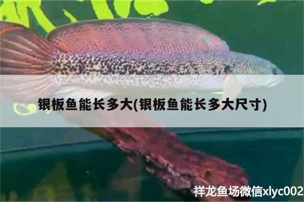 銀板魚能長多大(銀板魚能長多大尺寸) BD魟魚