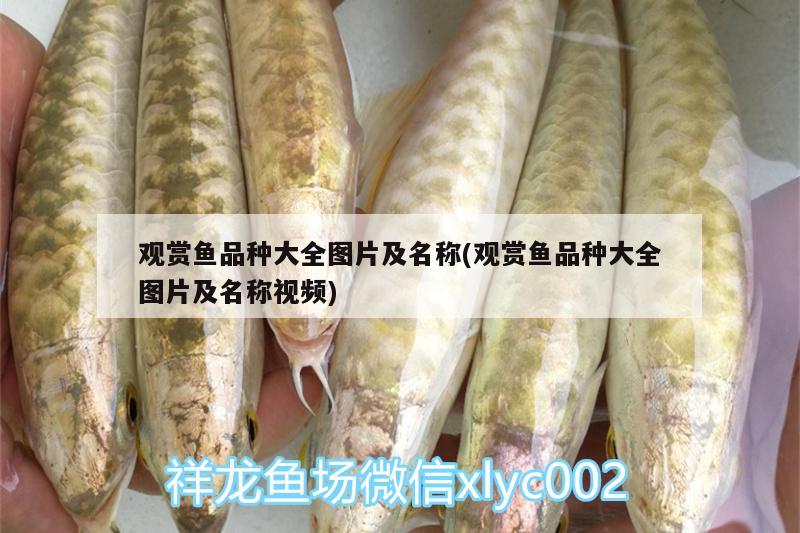 觀賞魚品種大全圖片及名稱(觀賞魚品種大全圖片及名稱視頻) 飛鳳魚苗