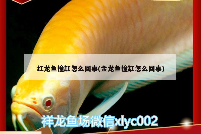 紅龍魚撞缸怎么回事(金龍魚撞缸怎么回事) 銀龍魚百科 第1張